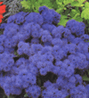 Ageratum houstonianum