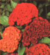 Celosia cristata nana