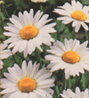 Chrysanthemum leucanthemum