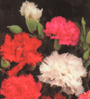 Dianthus caryophillus