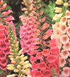 Digitalis purpurea