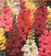 Antirrhinum majus