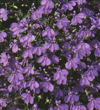 Lobelia erinus