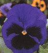 Viola wittrockiana