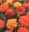 Tagetes patula nana