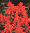 Salvia splendens