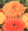 Calendula officinalis