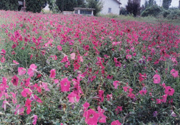 petunia hibrida