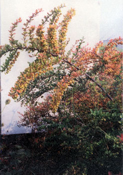 berberis sp.