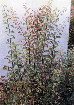 spiraea sp.