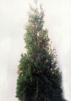 thuja sp.