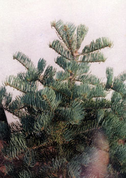 abies concolor