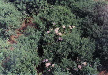 aster brachytricus