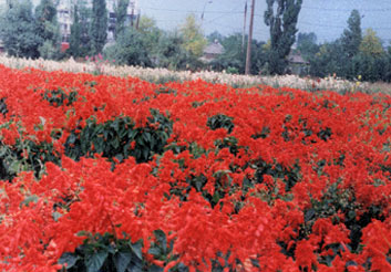 salvia splendis