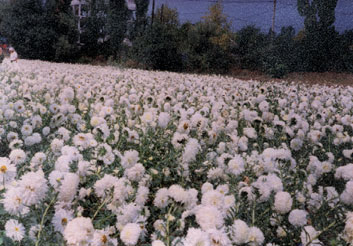 chrysanthemum l.