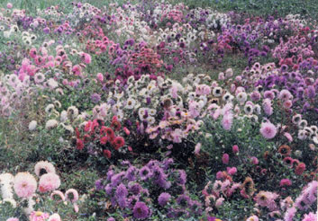chrysanthemum l.